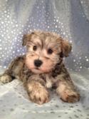 Iowa Schnoodle Breeders with a litter Born March 6th 2013 Ready Now! Shipping for only $150 to most airports!